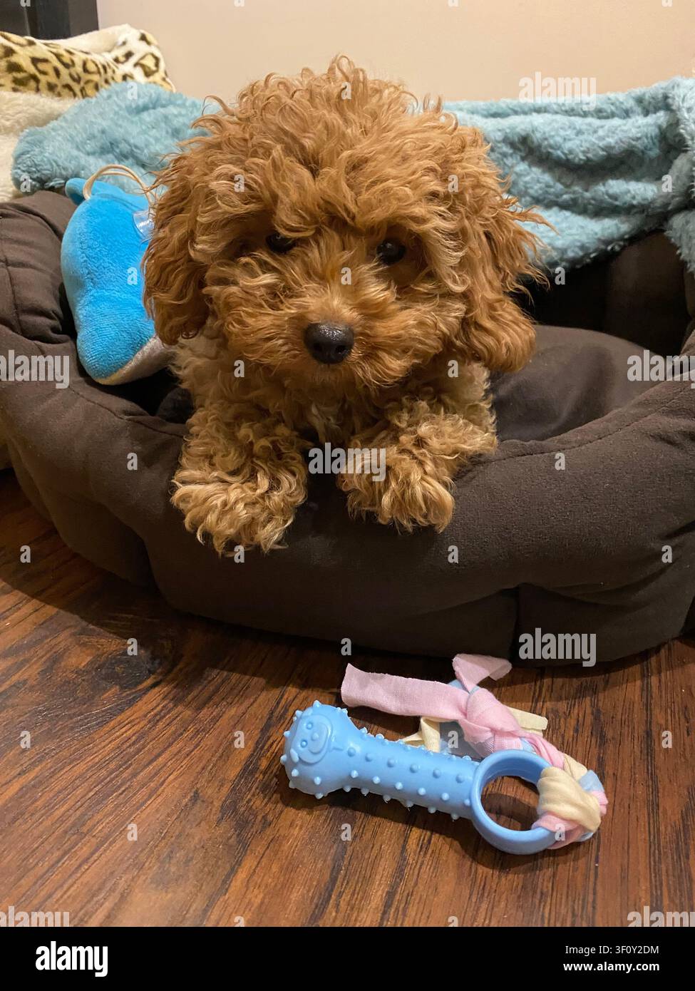 Neugieriger Toy-Pudel ruht in einem bequemen Hundebett mit einem Kauspielzeug in einem gemütlichen Wohninterieur. - Smartphone-aufgenommenes Stockfoto