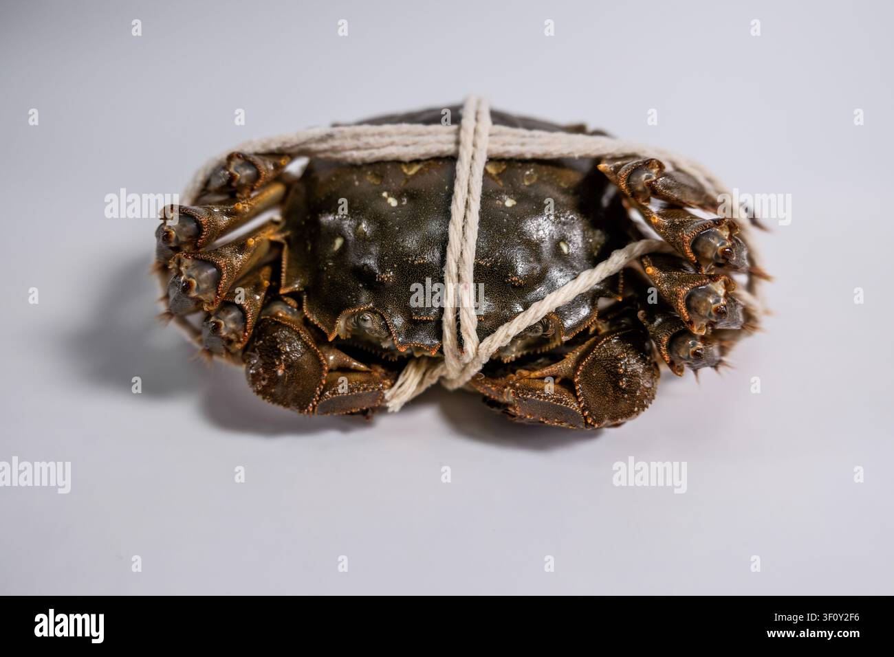 Frischer ganzer Krebs mit weißer Schnur auf einem schlichten Hintergrund gebunden, Nahaufnahme eines Lebensmittelebildes, das Schale, Beine und Meeresfrüchte-Textur zeigt. Stockfoto
