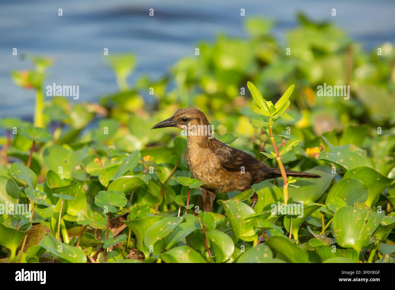 Weibliche Bootsschwanz-Grackle auf Wasserhyazinthen Stockfoto