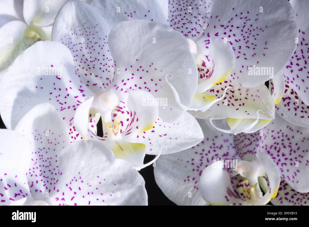 Makroaufnahme von weißen Phalaenopsis-Orchideenblüten mit lila Flecken bei hellem Licht auf schwarzem Hintergrund. Stockfoto