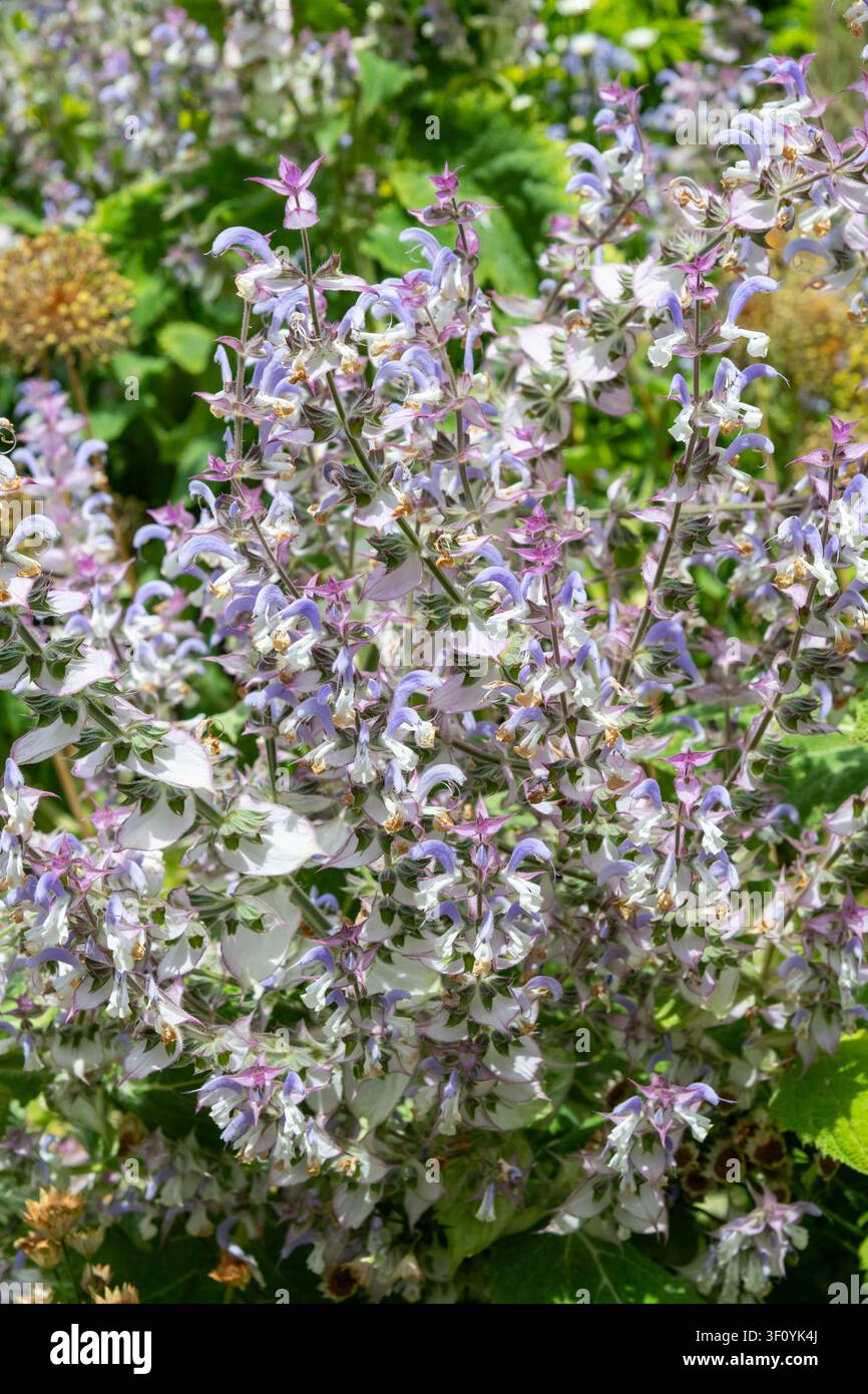 Salvia Sclarea Turkestanica. Eine zweijährige Pflanze mit blauen und weißen Blüten aus rosafarben getönten Hochblättern. Stockfoto