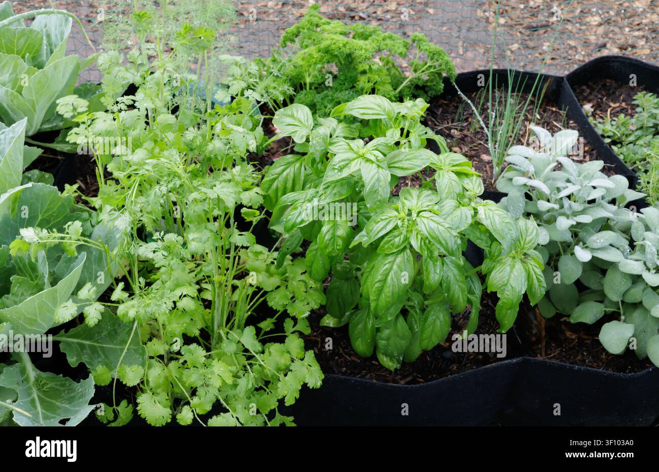 Hochbeet-Gartenkräuterbeet im Hinterhof Stockfoto