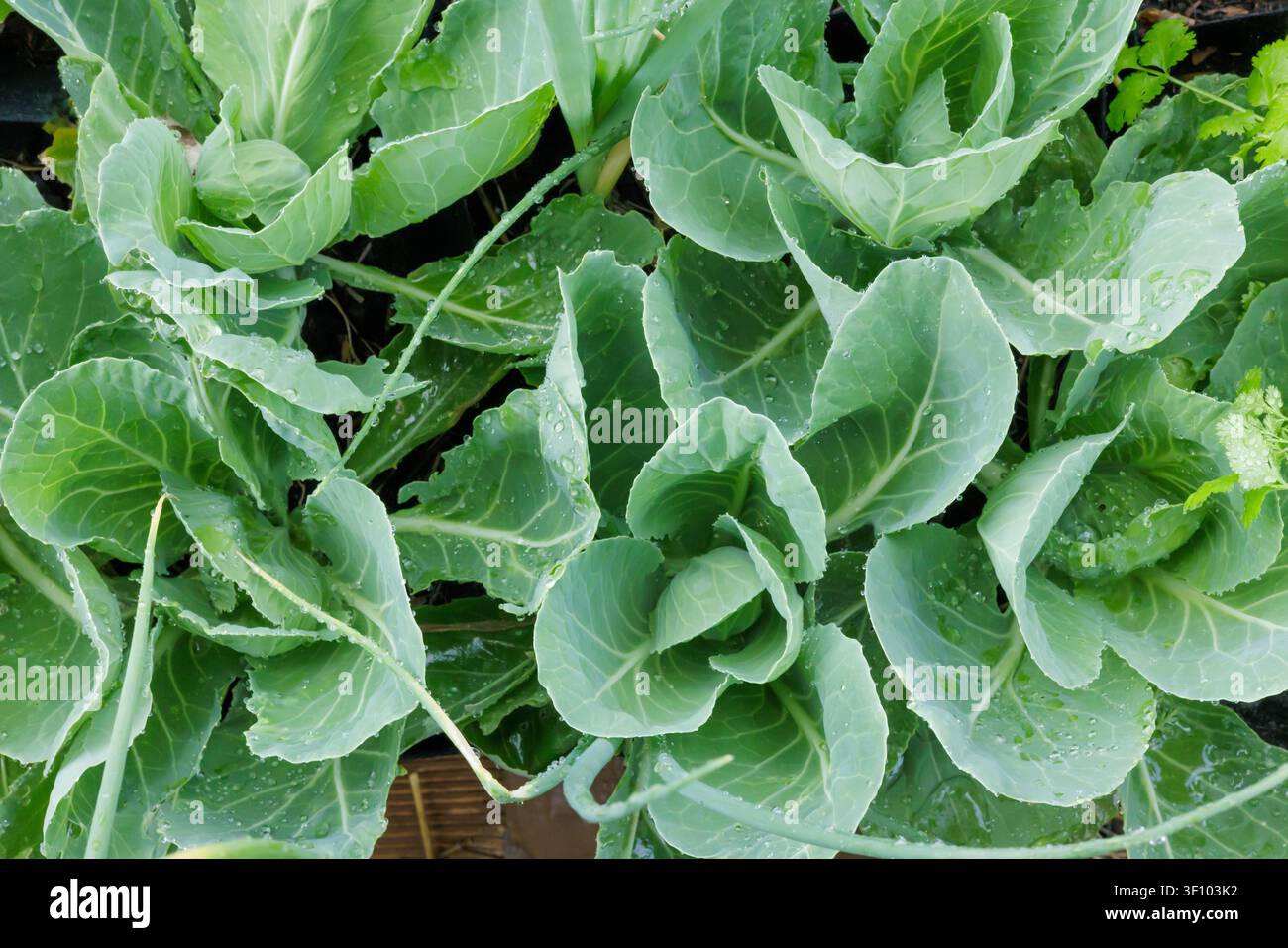 Grüner Kohl wächst im Garten Stockfoto