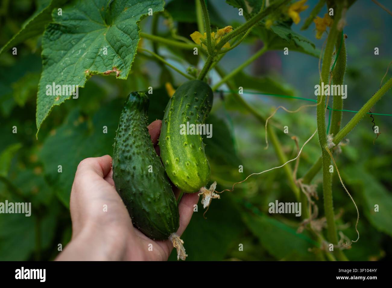 Hand, die frische grüne Gurken an einer belaubten Ranke hält. Hausgemachte Produkte, biologischer Gartenbau und Sommerernte. Stockfoto