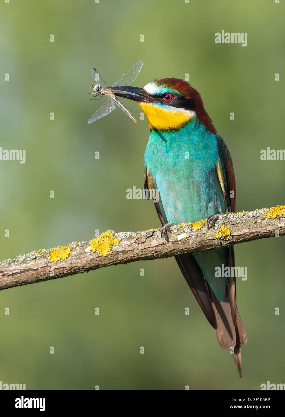 Europäischer Bienenfresser, Merops apiaster. Ein Vogel mit einer Libelle im Schnabel sitzt auf einem schönen Ast Stockfoto