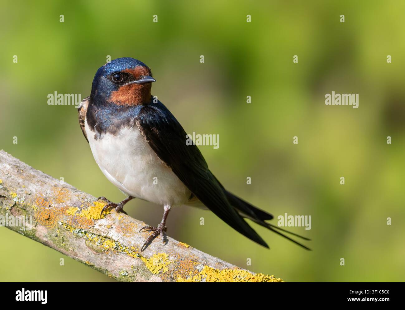 Nahaufnahmeporträt einer einzelnen Schwalbe (Hirundo rustica), die auf einem Ast sitzt Stockfoto