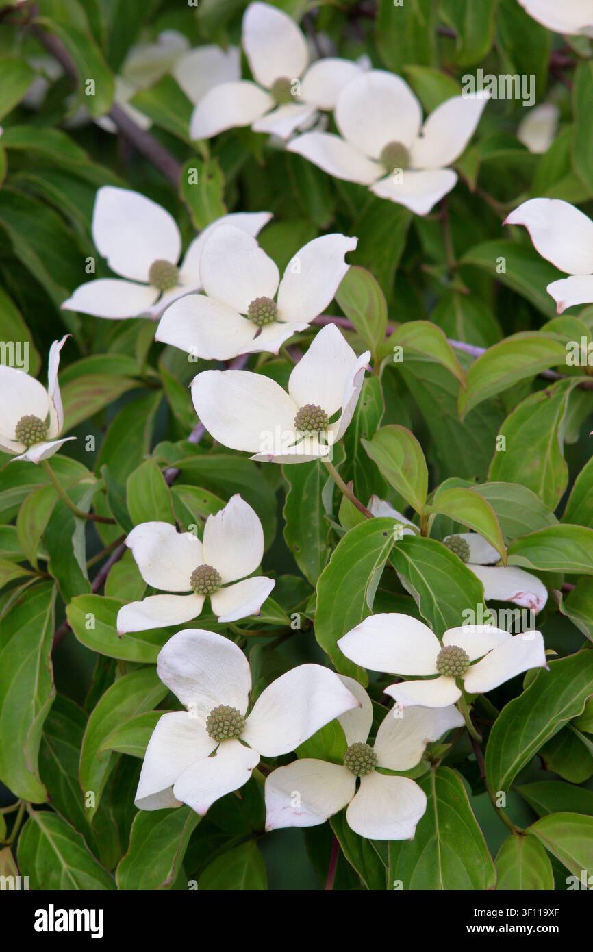 Cornus Porlock Hartriegel. Blühender Hartriegel. Weiße Hochblätter des Hartriegels Porlock, kleiner Baum in Blüte im Spätfrühling. UK Stockfoto