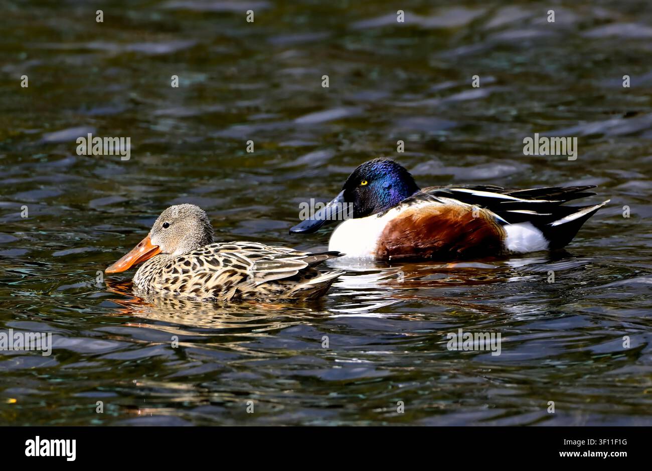 Ein Paar Schnatterenten, "Anas clypeata", schwimmen gemeinsam auf einem ruhigen See in Alberta. Stockfoto