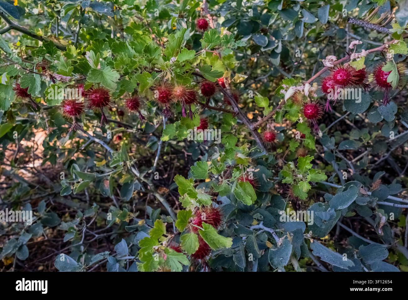 Sierra-Stachelbeere, Ribes roezlii Regel var. roezlii, fruchtend im Yosemite-Nationalpark, Kalifornien, USA Stockfoto