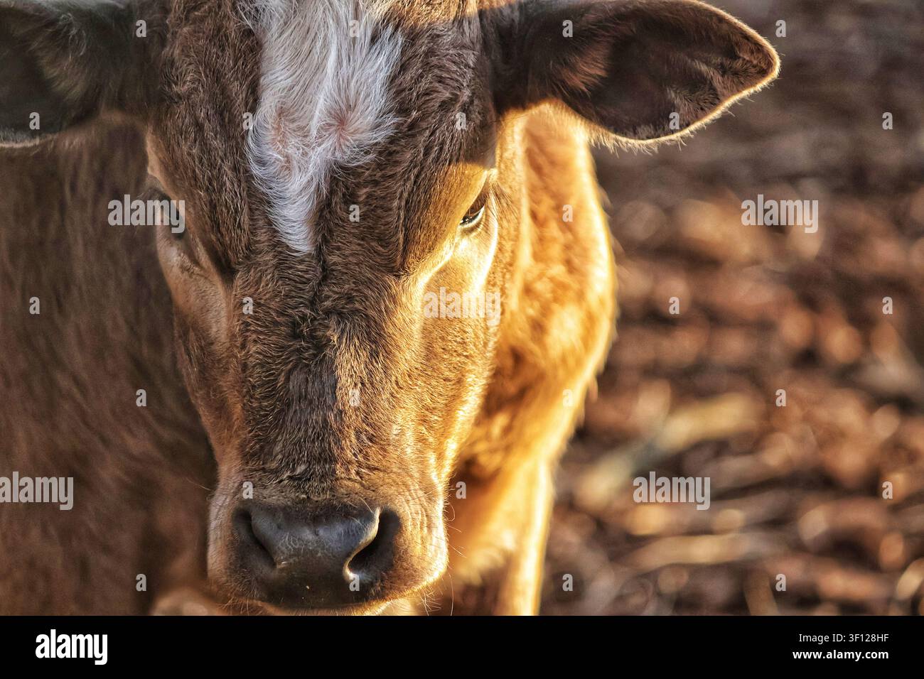 Nahaufnahme eines jungen Kalbs, das in Richtung Kamera blickt, gebadet in warmem Sonnenlicht der goldenen Stunde auf einem Bauernhof auf dem Land. Stockfoto