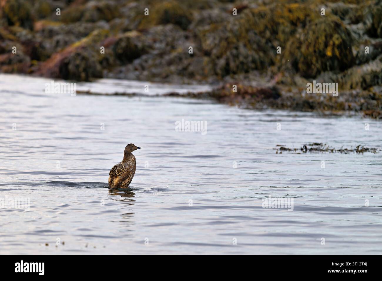 Natürliches Federnest einer gewöhnlichen Eiderente zwischen Seetang und Algen am Wasserrand Stockfoto