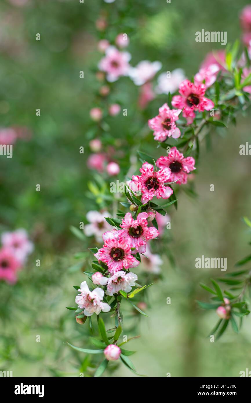 Nahaufnahme der Blüten von manuka (leptospermum scoparium) Stockfoto