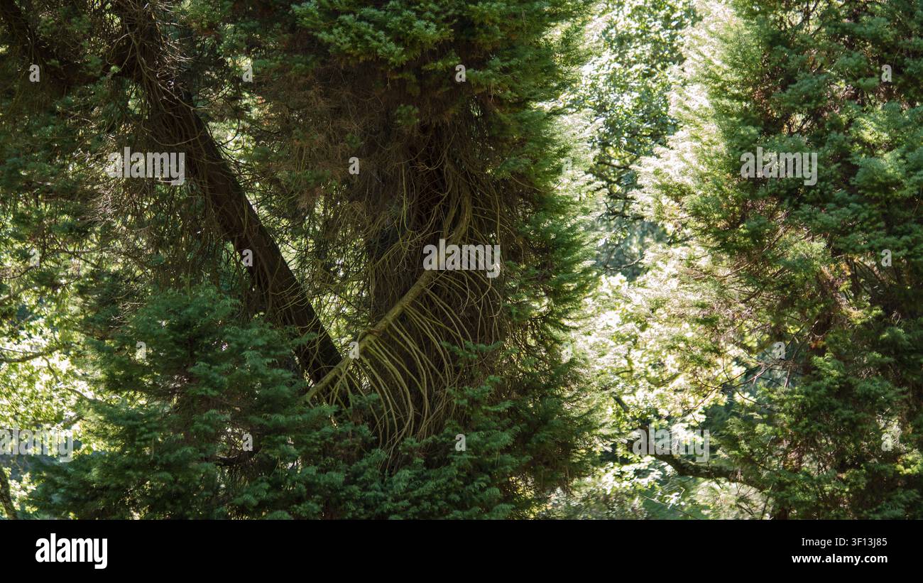 alter immergrüner Baum mit freiliegenden Luftwurzeln in einem dichten Wald Stockfoto