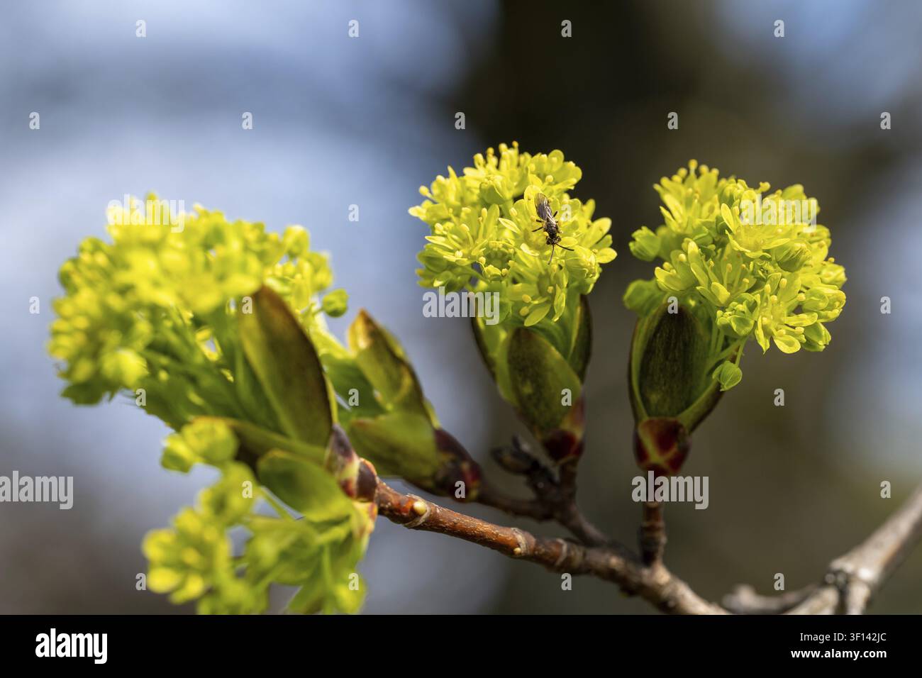 Eine winzige Fliege landet auf einem Haufen hellgelber Blumen, die wahrscheinlich Nektar sucht. Diese Szene fängt einen Moment der Bestäubung in der Natur ein, während die Fliege spielt Stockfoto