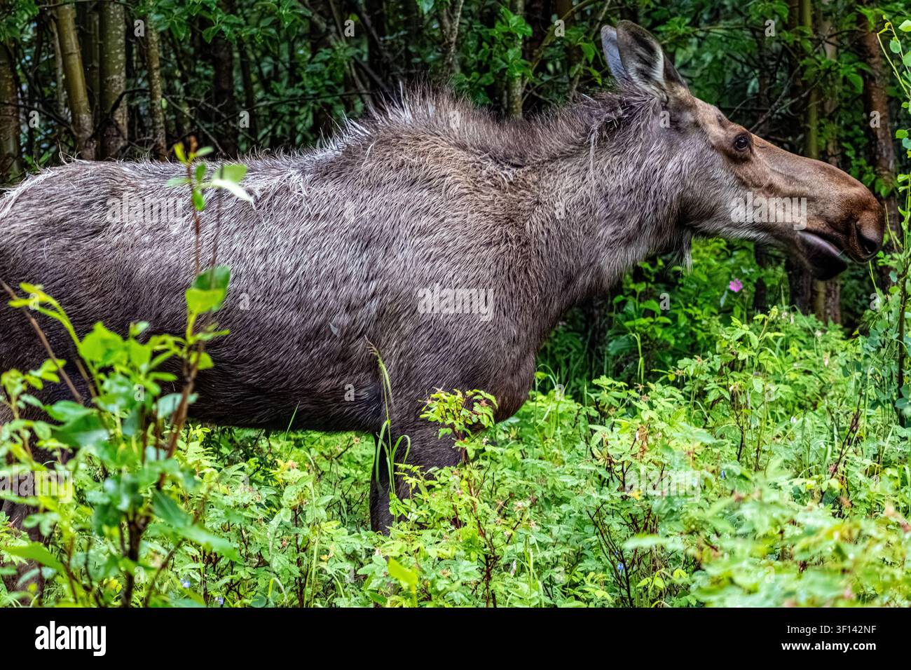 Elch Alces alces im Profil zwischen dichtem grünen Waldlaub im sanften Abendlicht in Anchorage, Alaska, USA Stockfoto