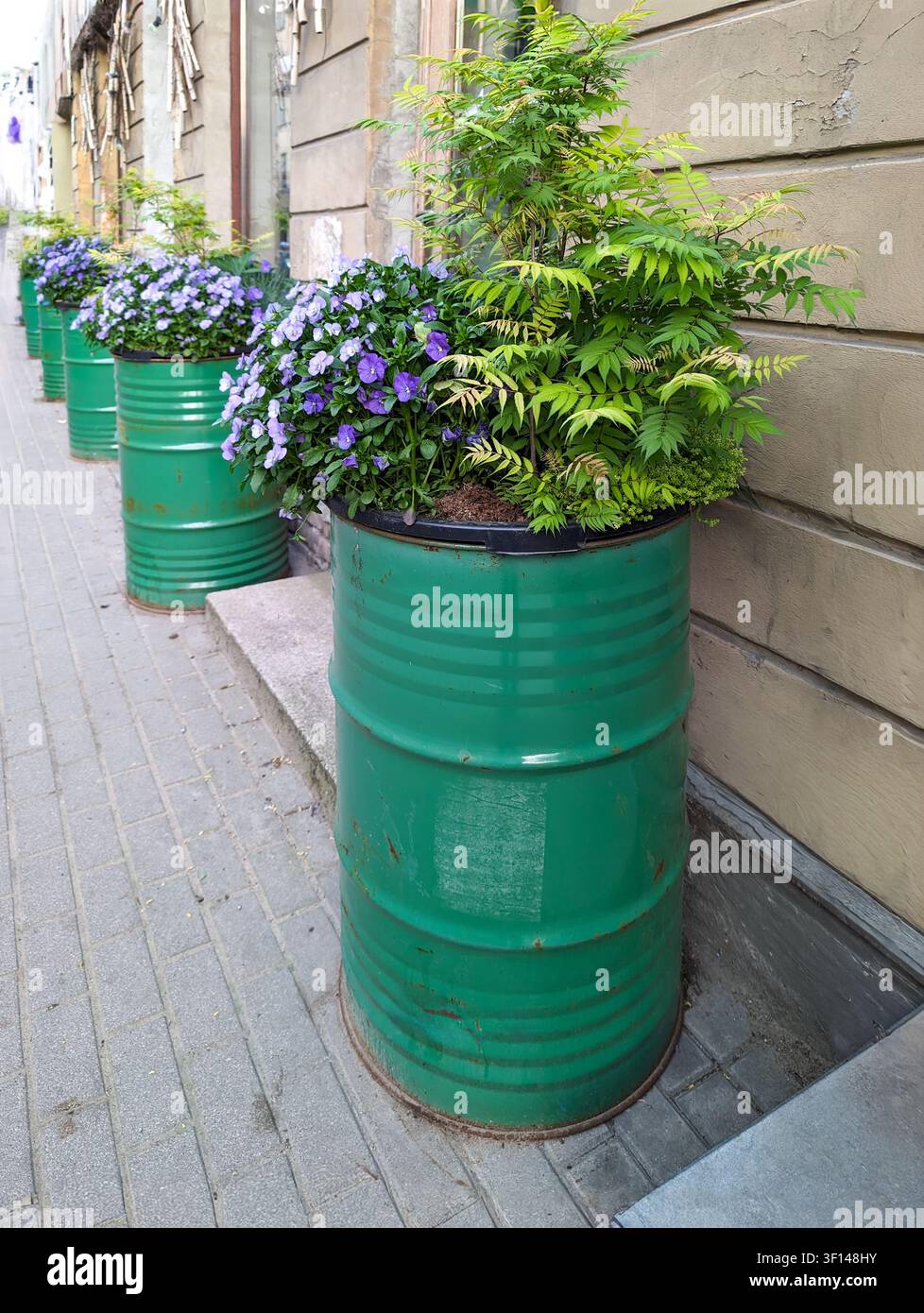 Kreatives Urban Gardening mit Pflanzen und lila Blumen in grünen Upcycled-Metalleimern Stockfoto