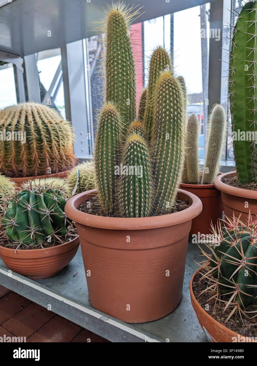 Sortiment an Kaktuspflanzen in Töpfen in einem Gartencenter oder Einkaufszentrumsgeschäft Stockfoto