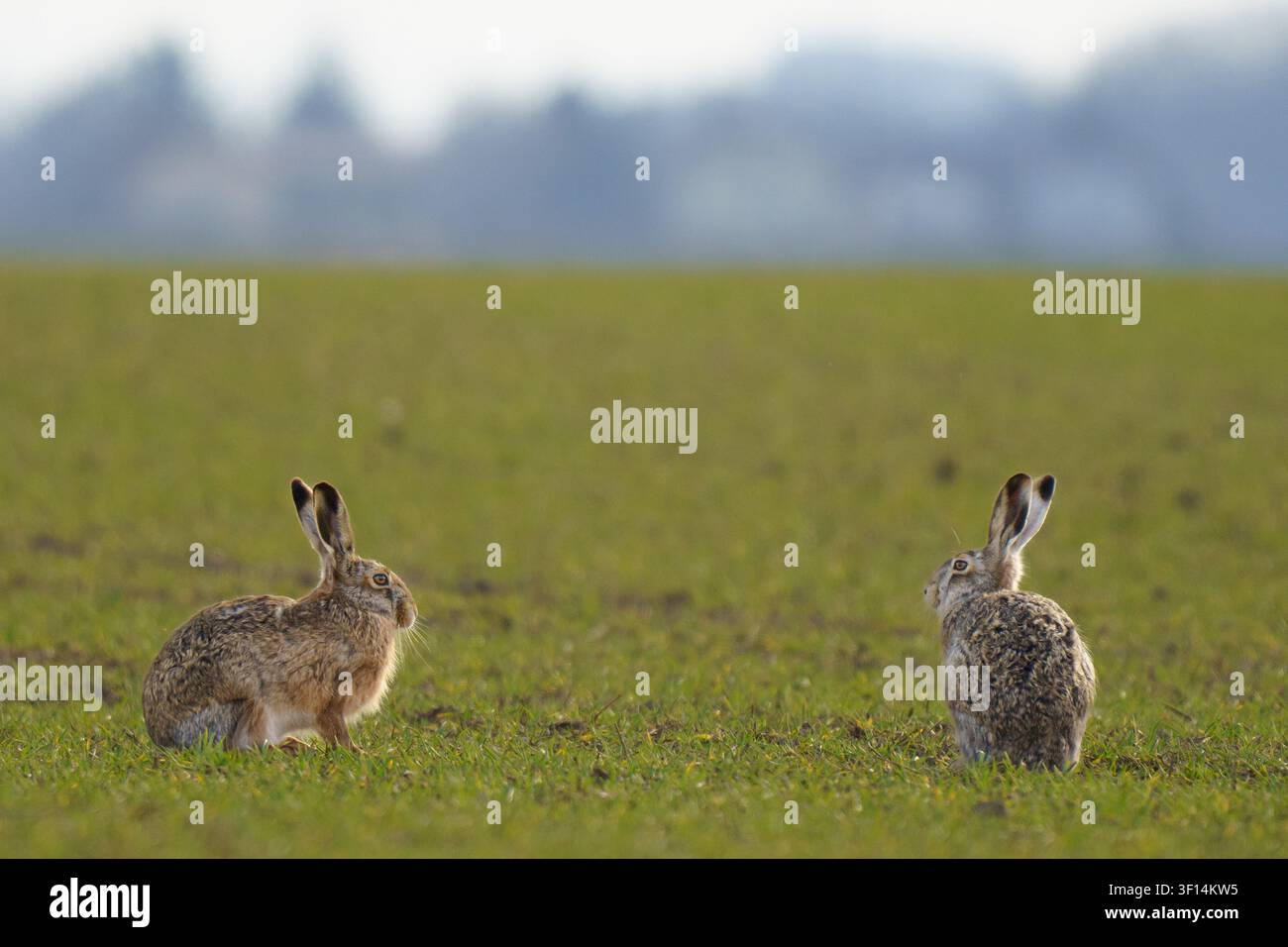 Ein horizontales Wildtierfoto von zwei wilden europäischen Braunhasen, die aufmerksam in einem offenen grünen Agrarfeld in Marchfeld in Niederösterreich sitzen. Stockfoto