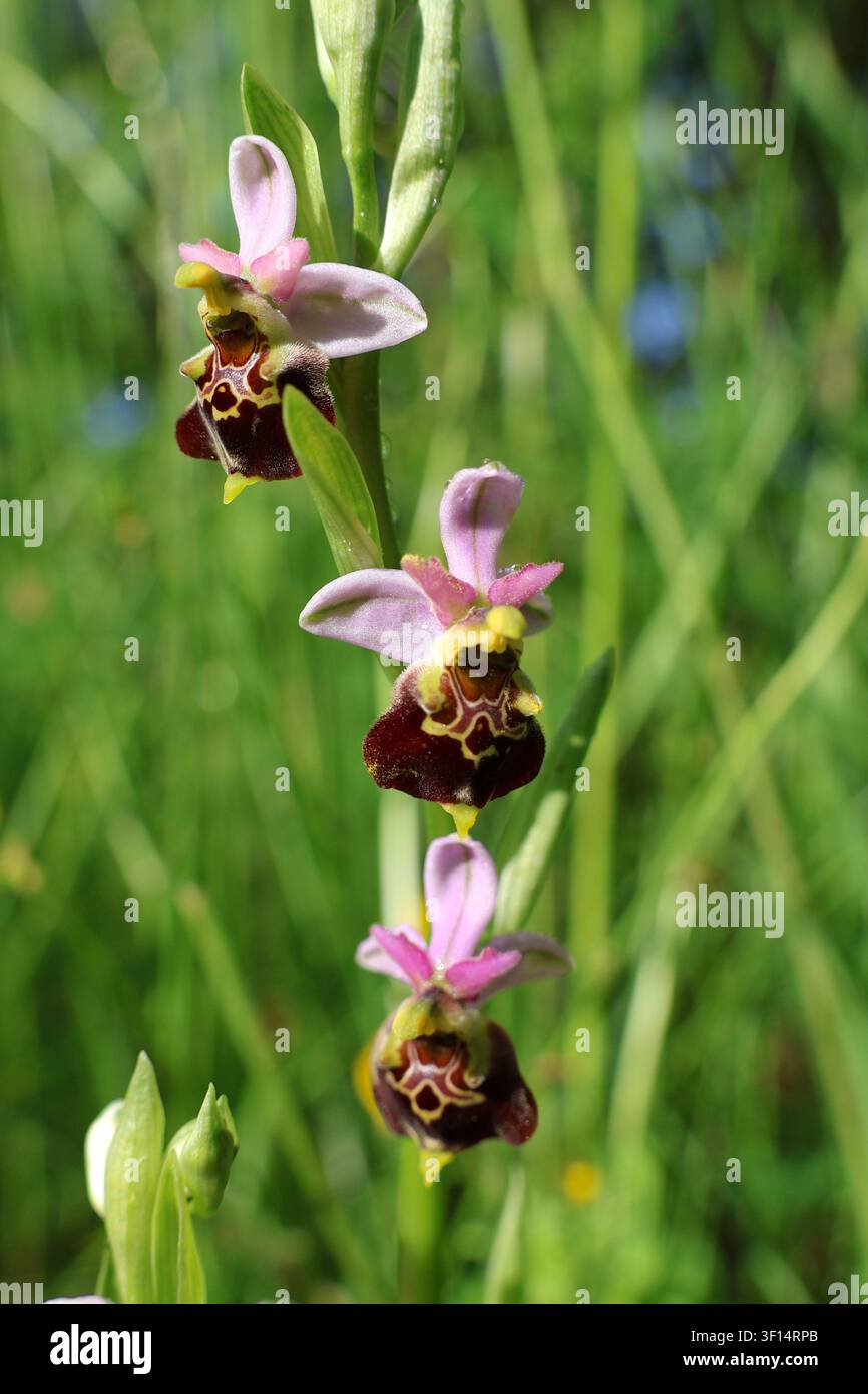 Späte Spinnenorchidee Ophrys fuciflora, wilde Orchidee, blühend im Naturschutzgebiet Stockfoto