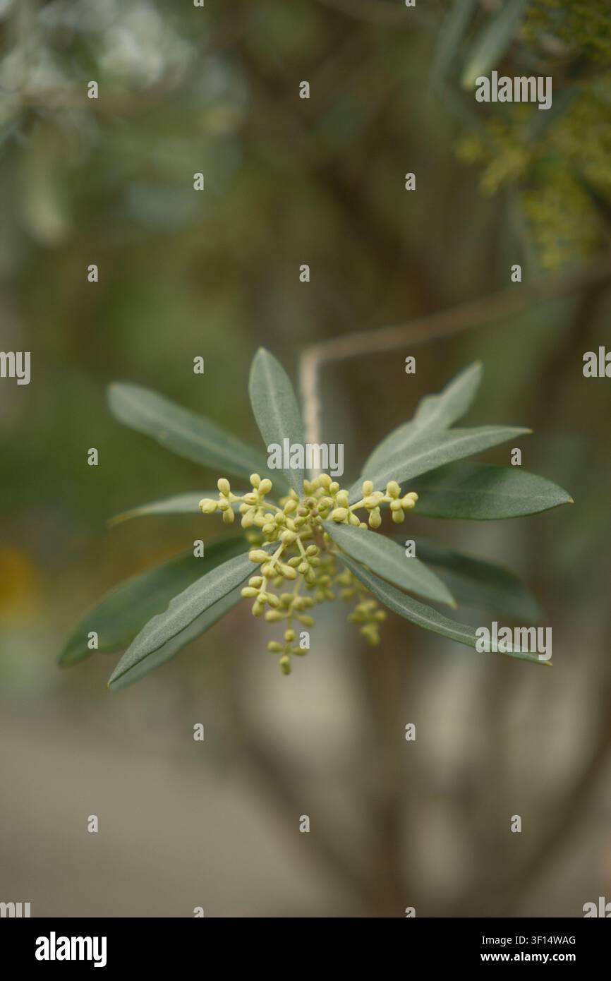 Silbrig grünes Olivenbaumlaub mit Blütenknospen in der Nähe Stockfoto