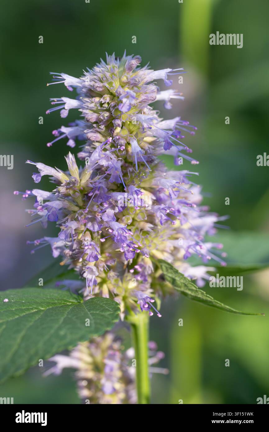 Anis-Hysop, Agastache foeniculum, wächst in einem texanischen Garten. Stockfoto