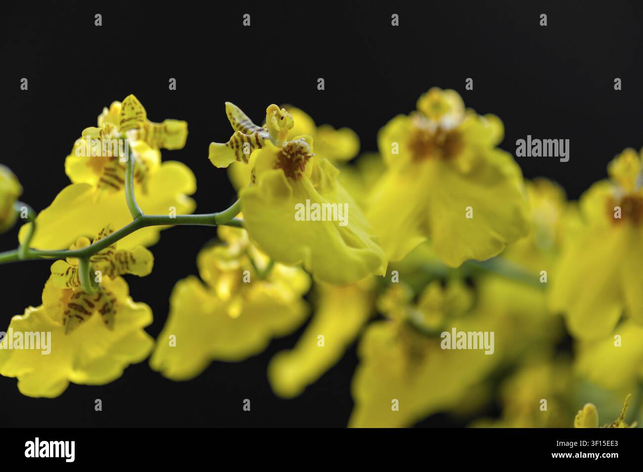 Eine wunderbare gelbe Orchidee vor einem einfarbigen schwarzen Hintergrund. Eine schöne gelbe Orchidee vor einem schlichten schwarzen Hintergrund Stockfoto