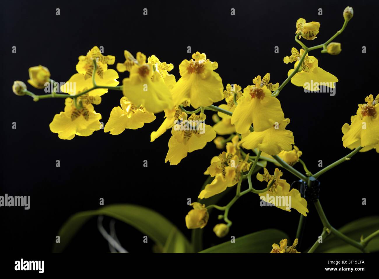 Eine wunderbare gelbe Orchidee vor einem einfarbigen schwarzen Hintergrund. Eine schöne gelbe Orchidee vor einem schlichten schwarzen Hintergrund Stockfoto