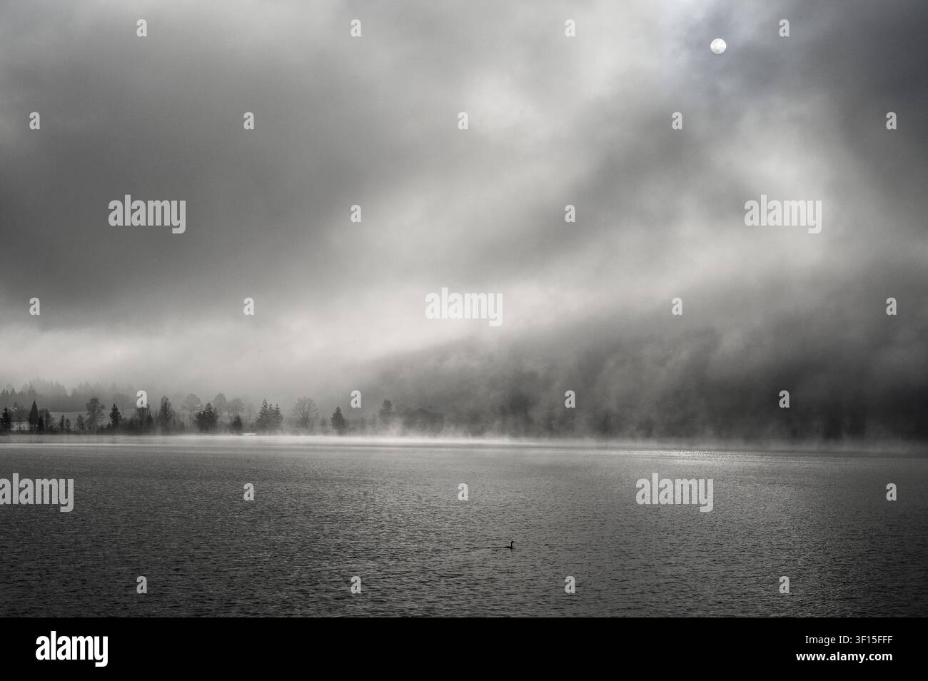 Mystische Winteratmosphäre an einem kalten Wintertag mit dichtem Nebel, aufsteigendem Dampf über dem See und einer blassen Sonne über dem dunklen Wasser mit einer einsamen Ente, Walc Stockfoto