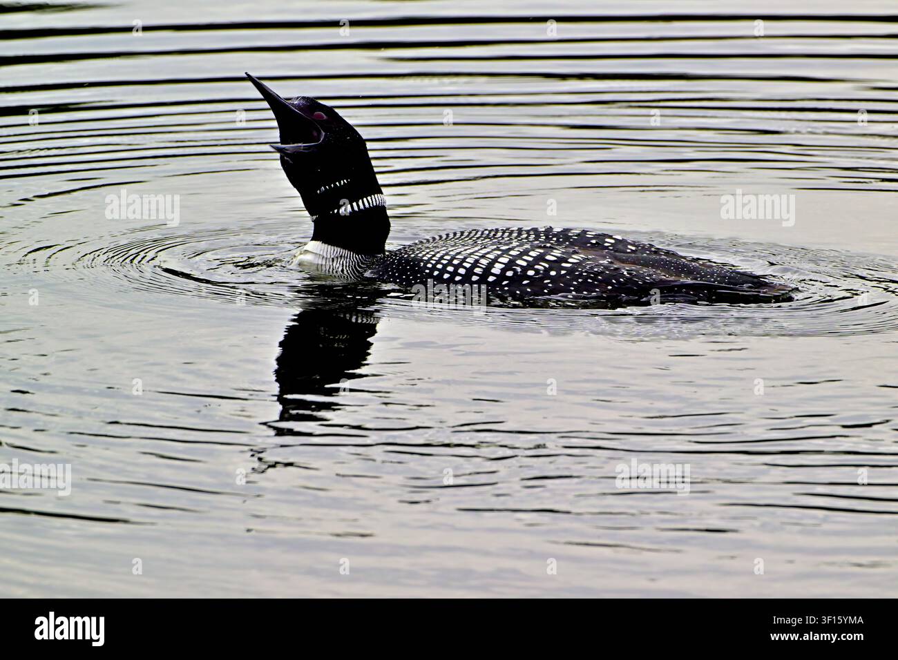 Ein Zwergtaucher, "Givia immer", ruft vom ruhigen Wasser eines Sees im nördlichen Alberta, Kanada Stockfoto