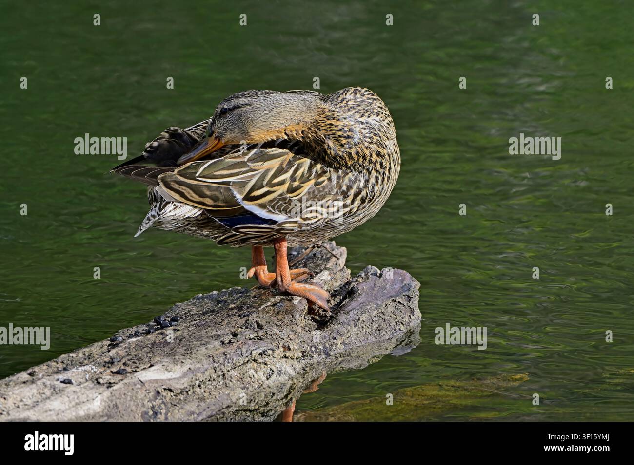 Eine Nahaufnahme einer Weibchen-Ente, Anas platyrhynchos, die auf einem versunkenen Baumstamm steht und ihr Gefieder putzt. Stockfoto