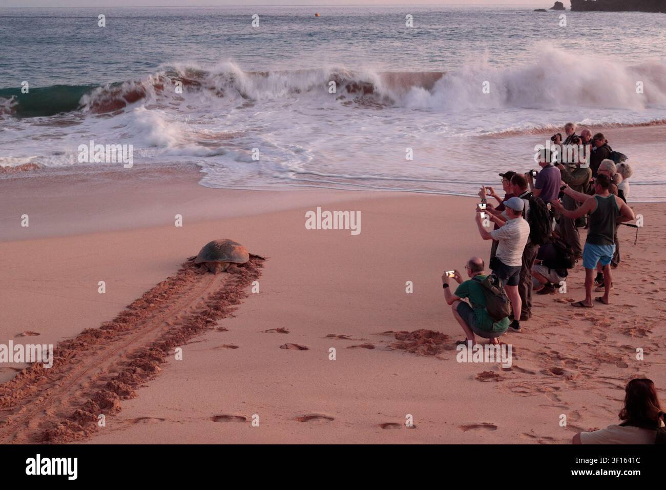 Touristen auf Ascension Island, Britisches Überseegebiet, Atlantik, die Schildkröten beobachten Stockfoto