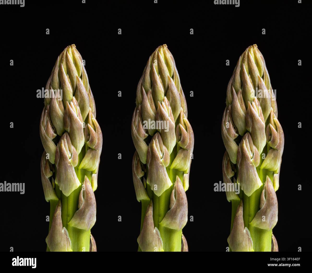 Spargel (Spargel Officinalis). Stockfoto