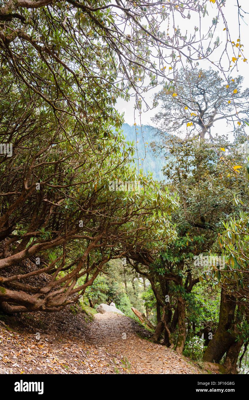 Ein malerischer Feldweg windet sich durch ein dichtes Blätterdach grüner Bäume in den Himalaya-Bergen von Himachal Pradesh. Stockfoto
