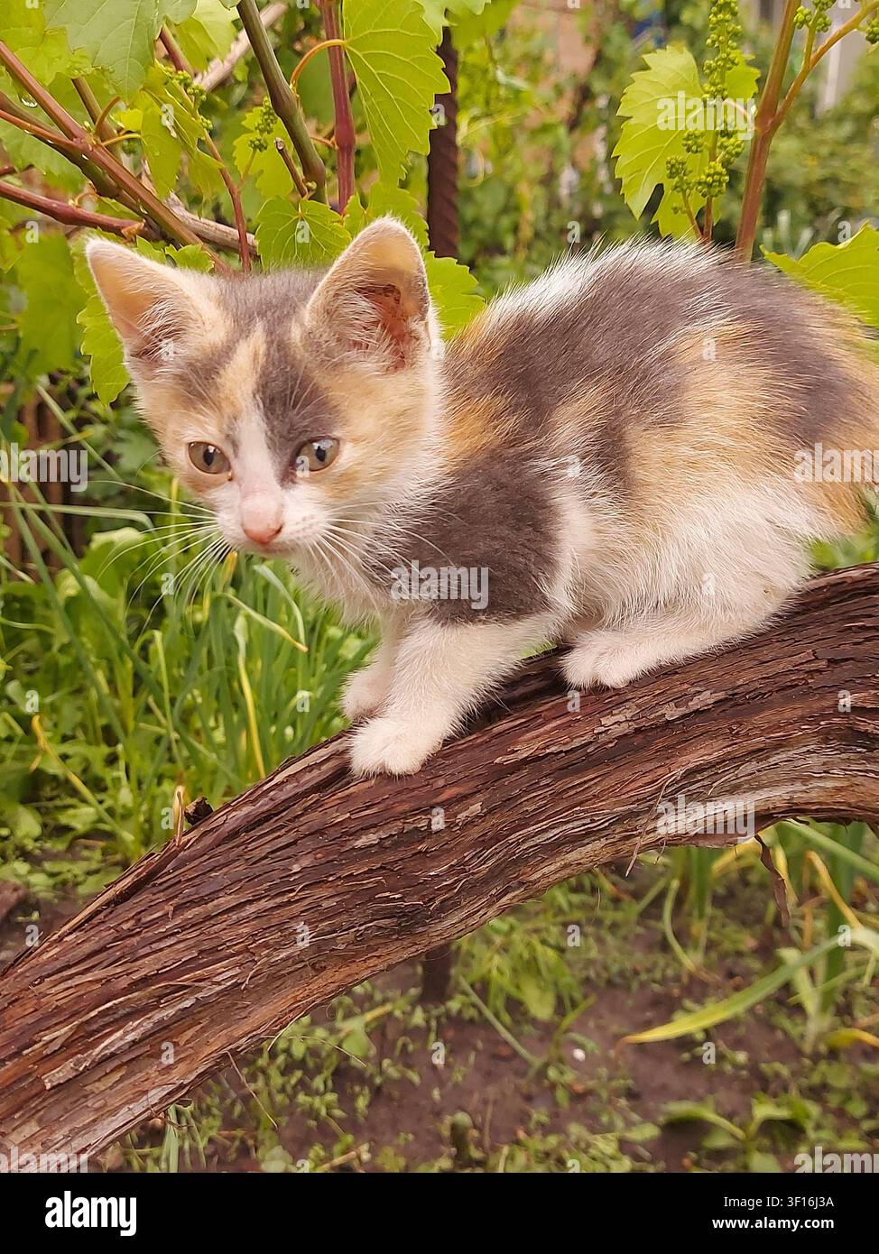 Bezauberndes Calico-Kätzchen steht auf einem Weinrebenast in einem üppigen grünen Garten. Neugieriges junges Katzenbaby umgeben von frischen Weinblättern bei natürlichem Tageslicht. Landschaft, Haustier, Natur, Sommer, Unschuld, Outdoor-Lebensstil. Stockfoto
