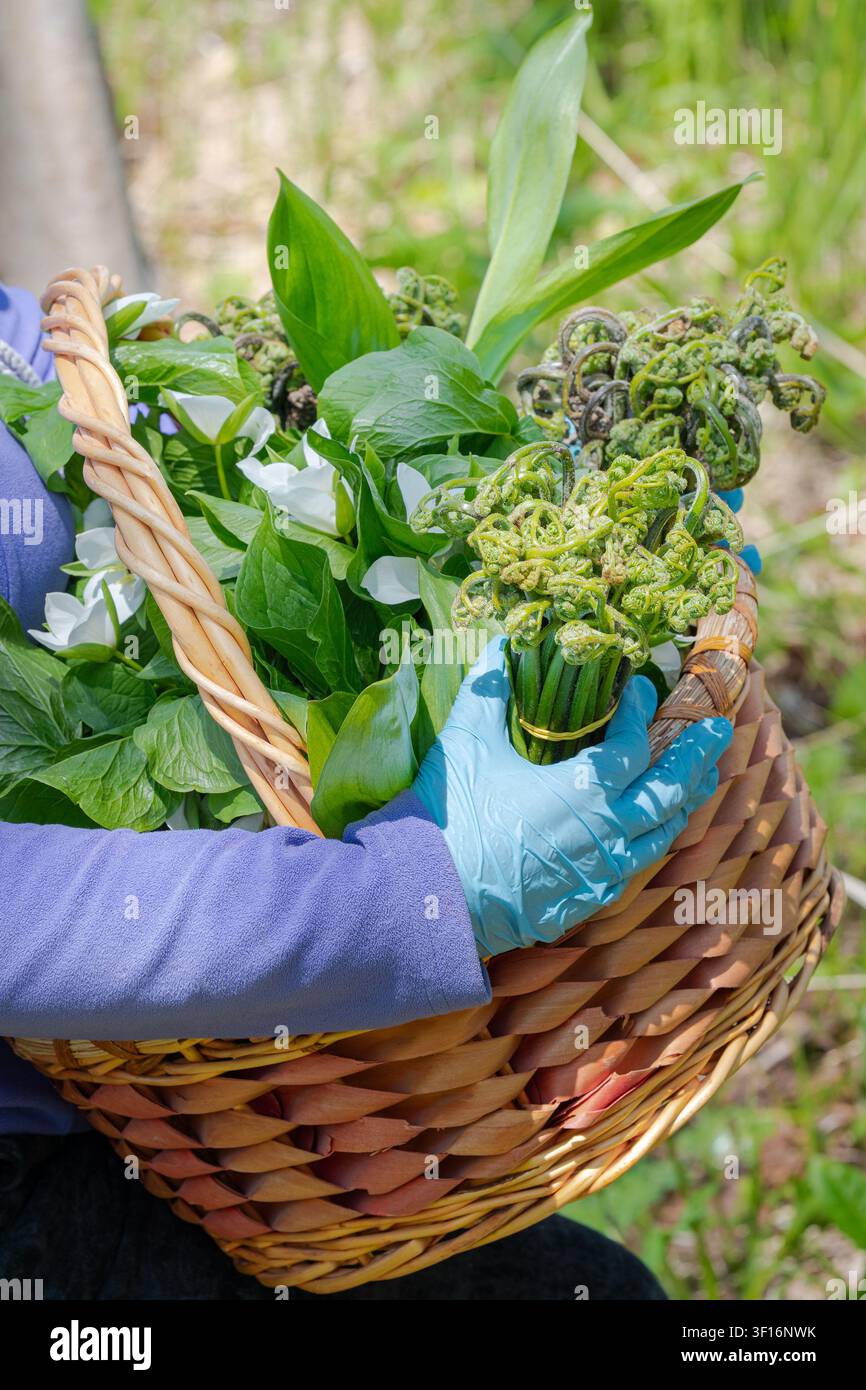 Nahaufnahme von Händen in blauen Handschuhen, die einen geflochtenen Korb halten, der mit im Frühling gesammelten Grünpflanzen überfüllt ist, darunter eingerollte Farnfädel, breite Blätter und wilder Knoblauch Stockfoto