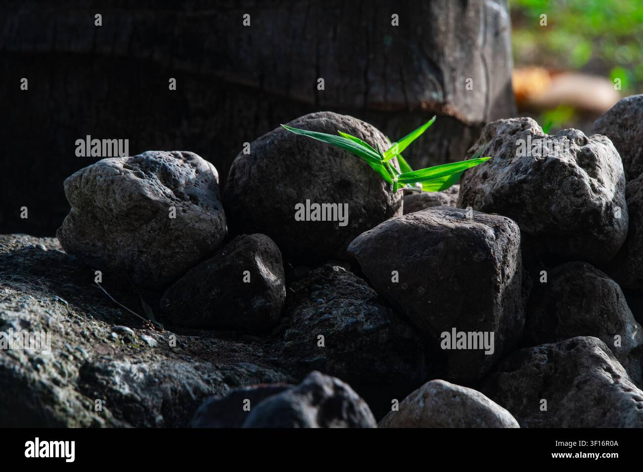 Lebendiger grüner Pflanzenkeimling, der aus dunklen, strukturierten Vulkanfelsen wächst und Widerstandsfähigkeit und neues Leben symbolisiert. Stockfoto