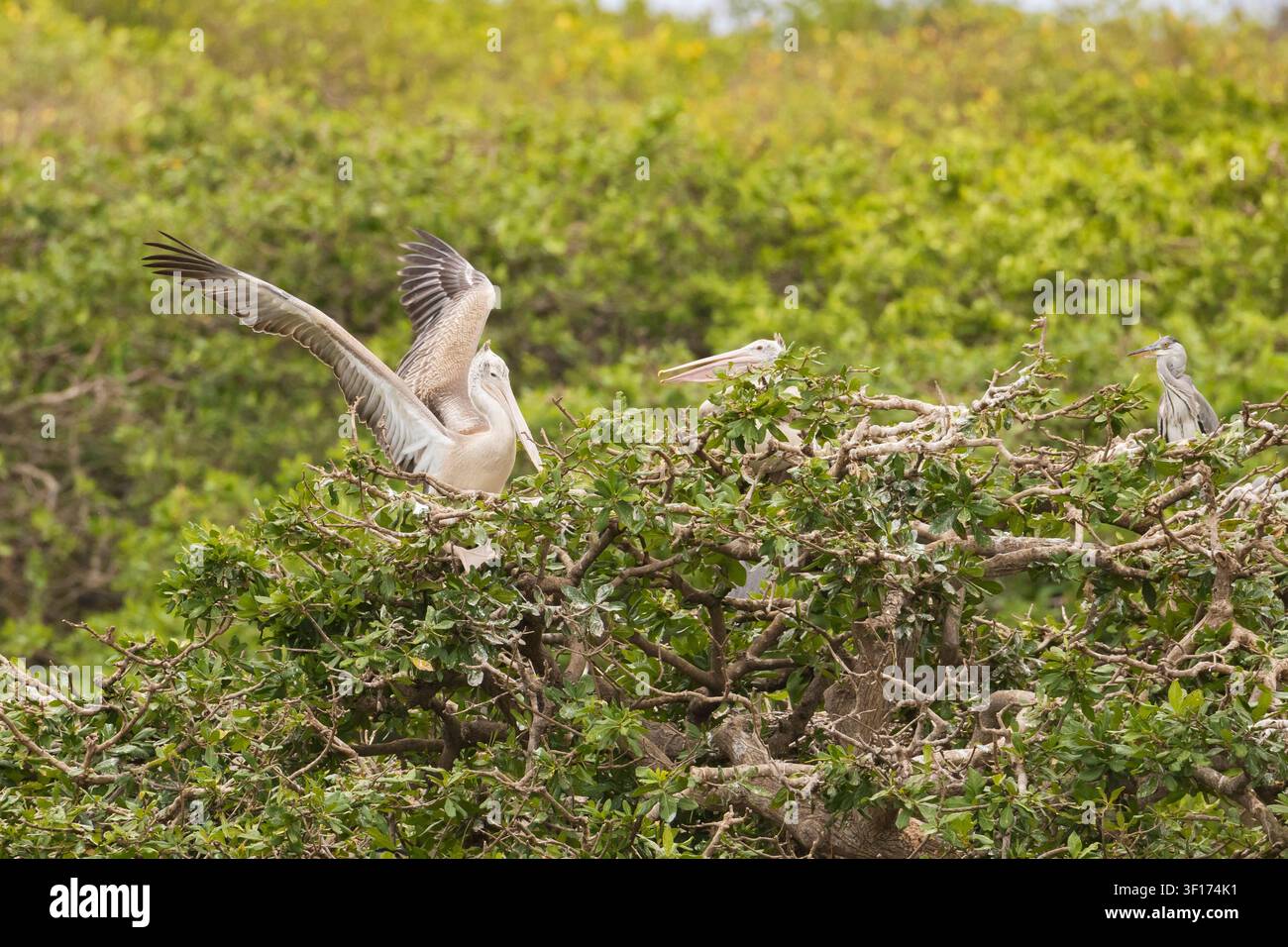 Ein Spotbilled-Pelikan senkt sich anmutig zu einem Nistbaum hinab und bereitet sich darauf vor, in seiner Brutkolonie zu landen. Das Bild fängt einen bemerkenswerten Moment ein. Stockfoto
