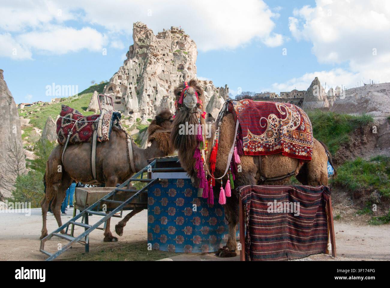 Seitenansicht von zwei Kamelen mit traditionellem farbenfrohem Geschirr und Sattel, Göreme, Kappadokien, Anatolien, Türkei Stockfoto