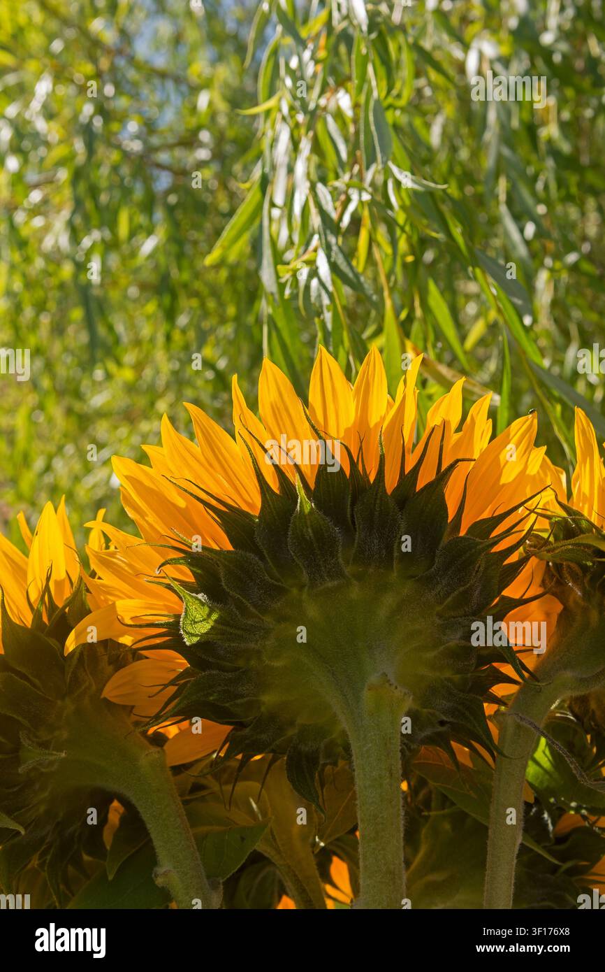 Sonnenblumen von hinten gegen die Sonne Stockfoto