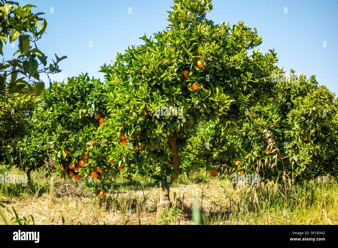 Orangen, die in einer Orangenplantage im spanischen Küstenort Xàbia (Jávea), Spanien, wachsen Stockfoto
