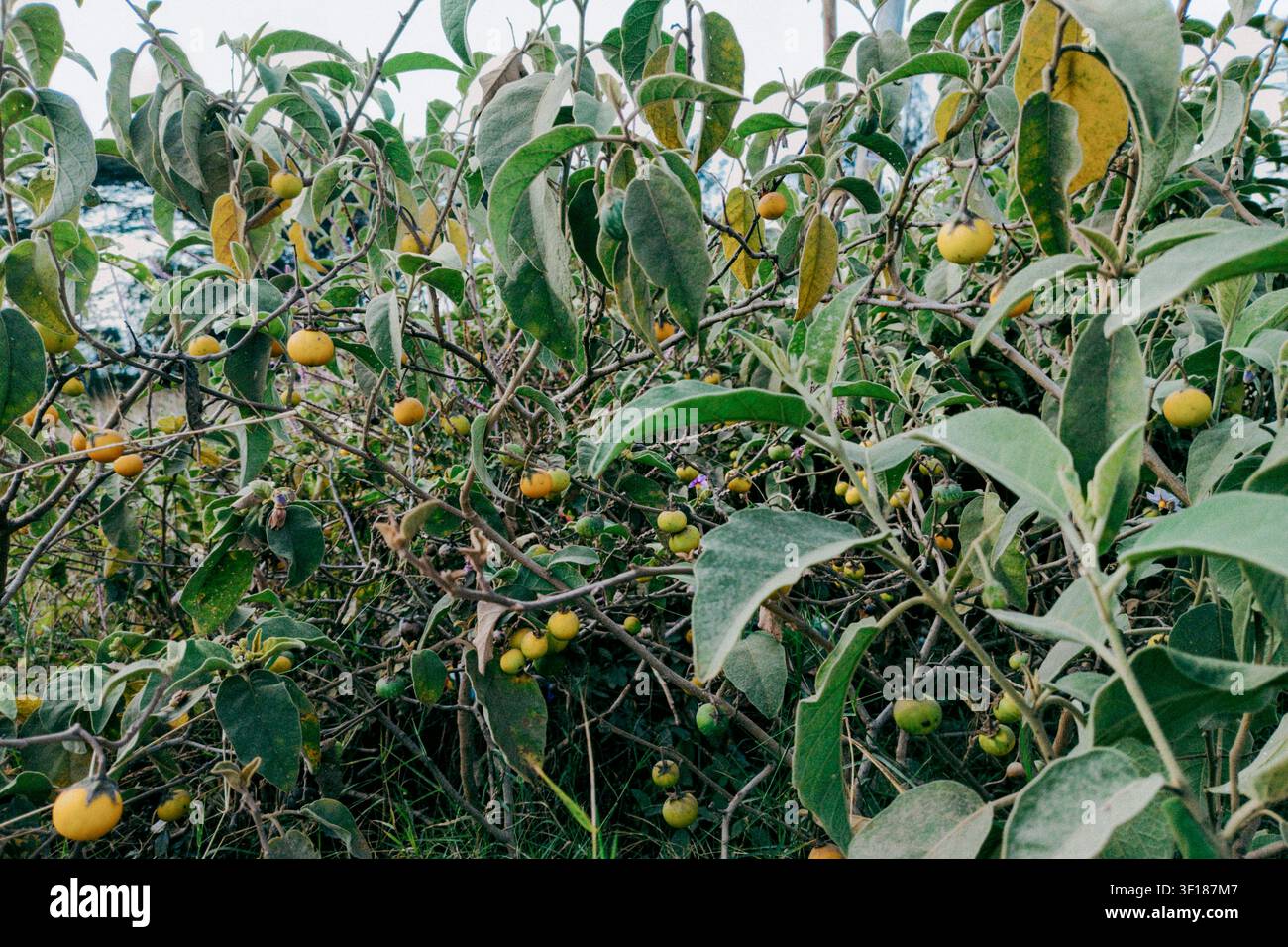 Wildes Sodoma-Apfelstrauch - Solanum incanum mit gelben und grünen Beeren, Syokimau, Kenia Stockfoto