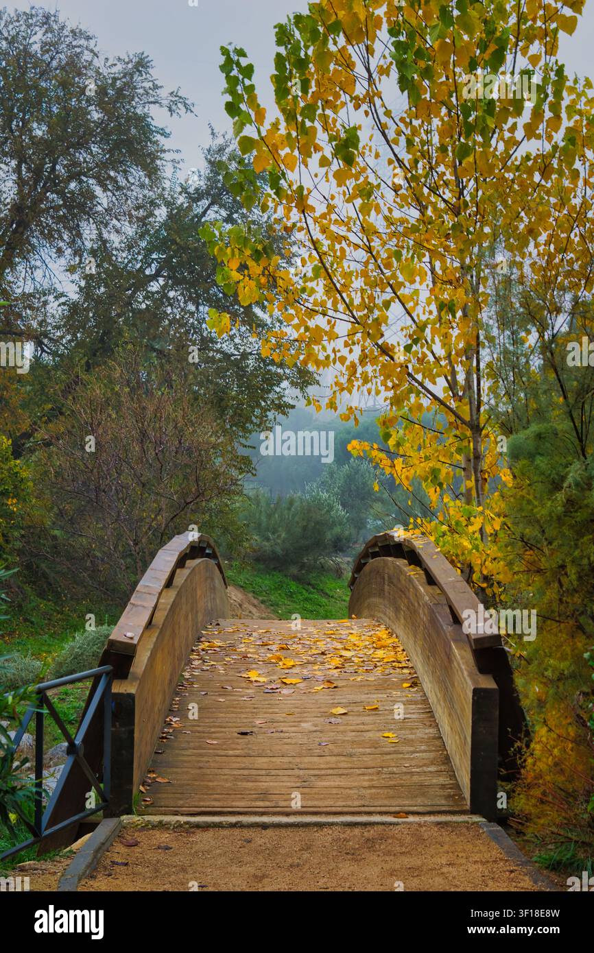 Hölzerne Fußgängerbrücke, bedeckt mit gefallenen Herbstblättern, in einem nebligen Park in Arroyomolinos, Madrid, Spanien. Stockfoto