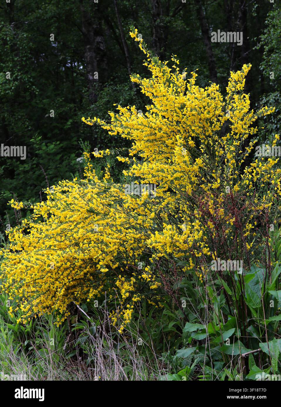 Schottdorn, Gewöhnlicher Ginster oder Ginster, Cytisus scoparius, Fabaceae. Schottland. Stockfoto