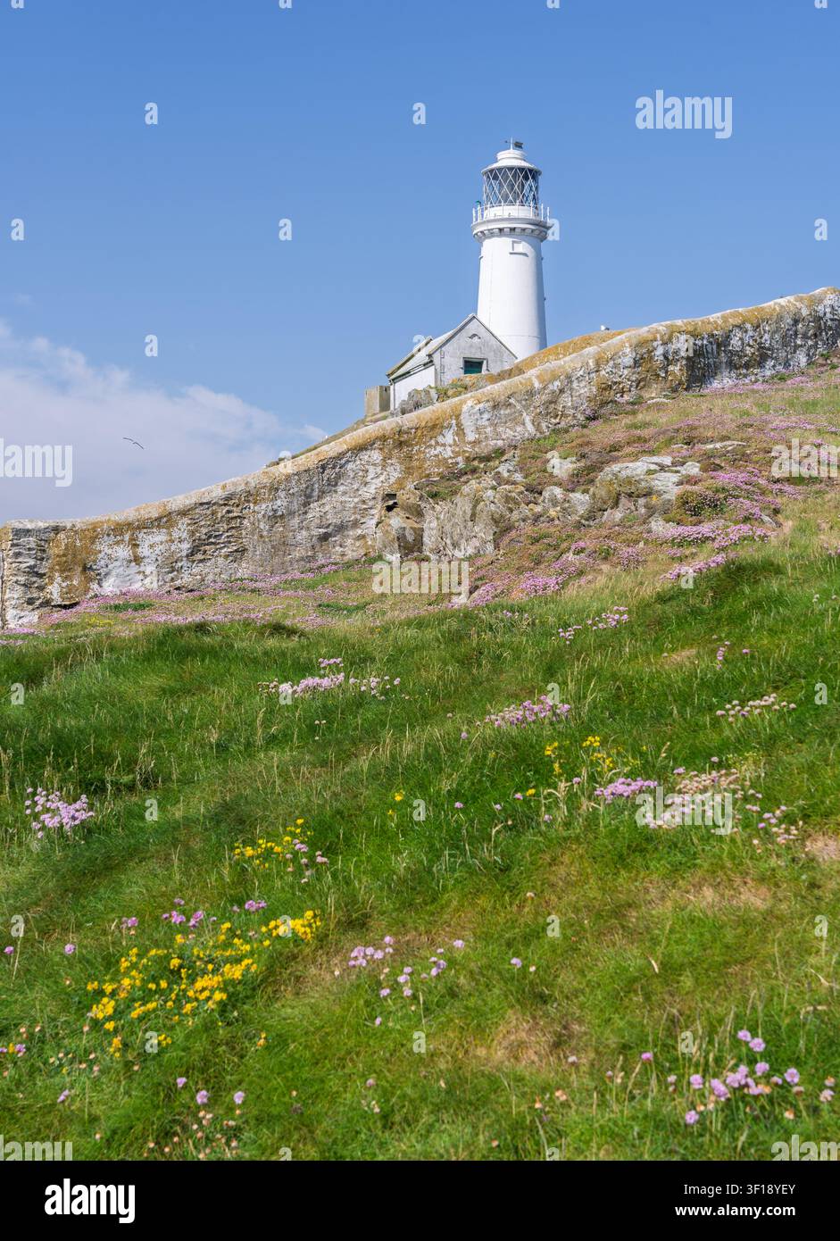 Der historische Leuchtturm von South Stack erhebt sich über wilden Küstenblumen und Steinmauern auf der Holy Island in Anglesey. Stockfoto