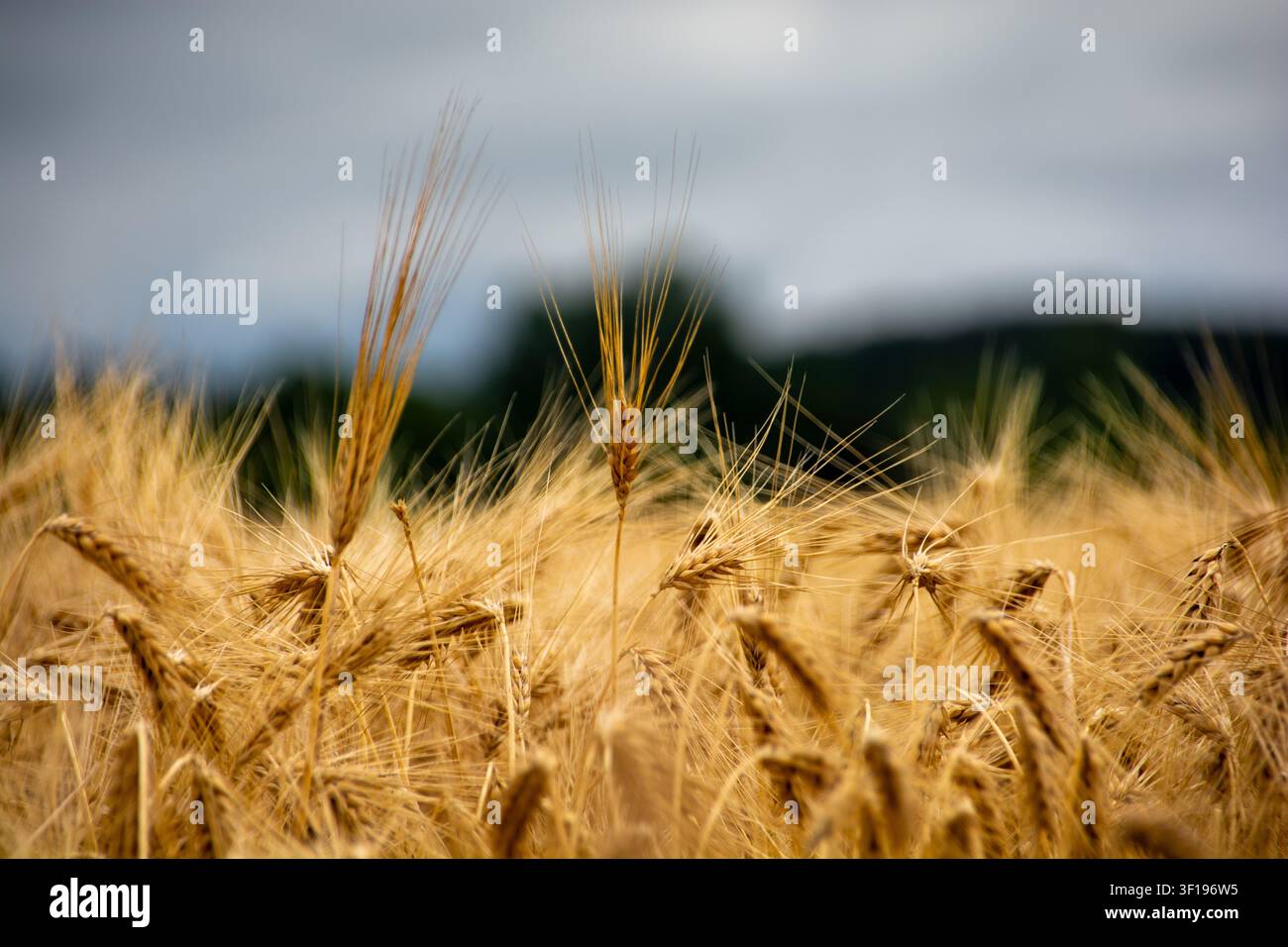 Nahaufnahme von reifen goldenen Gerstengrannen auf einem Feld vor der Ernte unter einem bewölkten Sommerhimmel Stockfoto