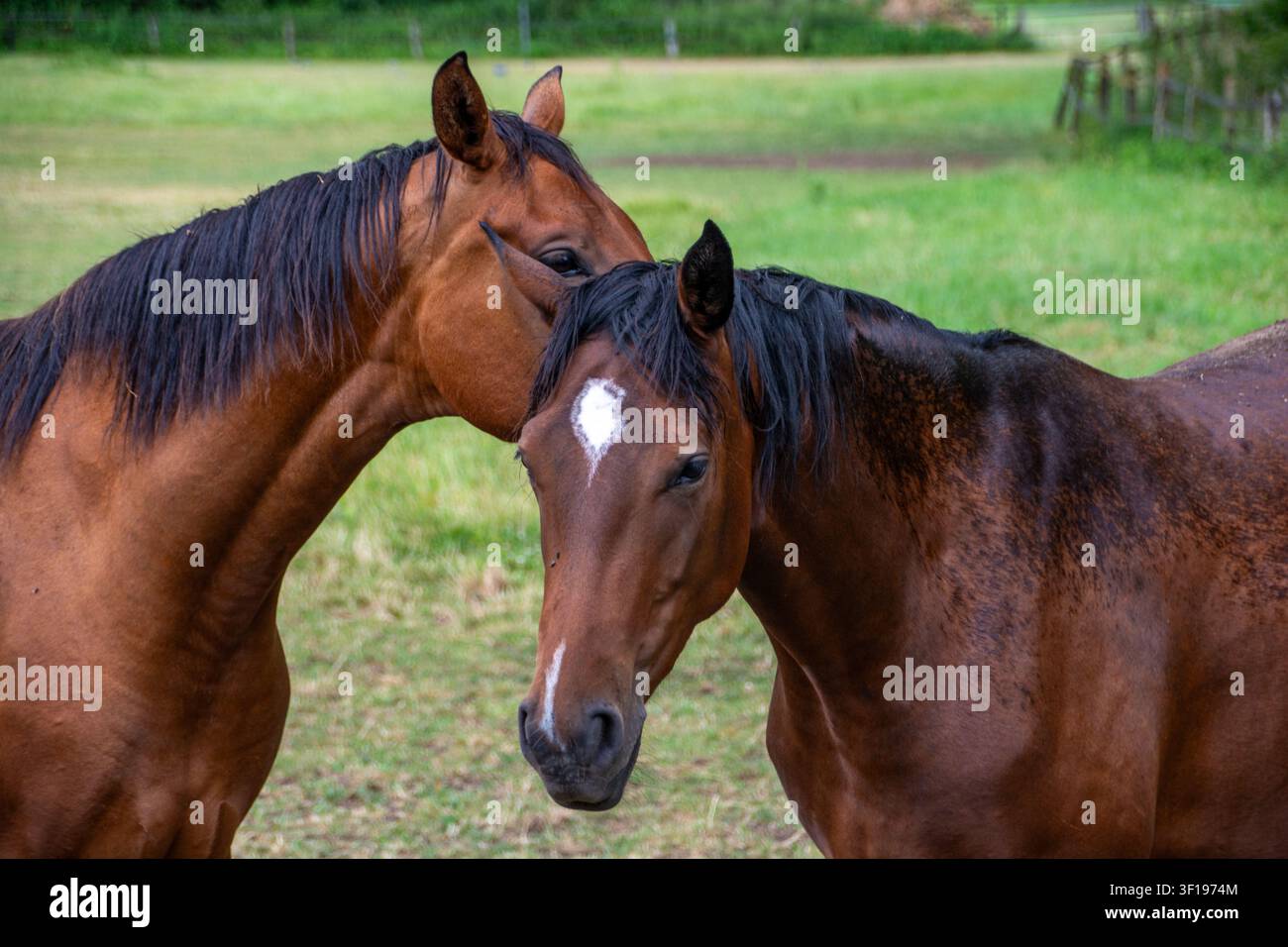 Nahaufnahme von zwei schönen braunen Pferden, die sanft in einer grünen Weide interagieren Stockfoto