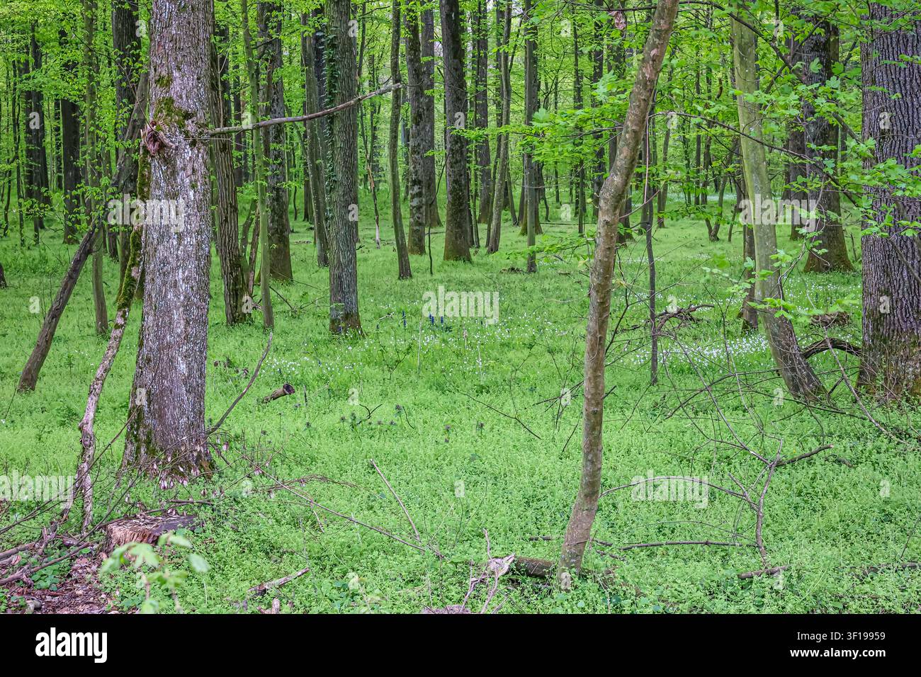 Eine ruhige grüne Frühlingswaldszene mit hohen Laubbäumen, dichtem Bodendecker und verstreuten weißen Wildblumen, die Frische, Ruhe und Natürlichkeit ausstrahlt Stockfoto