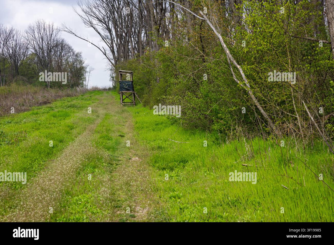 Ein hölzerner Jagdständer steht neben einem grasbewachsenen Pfad am Rande von grünem Frühlingswald und suggeriert ländliche Einsamkeit, Freizeit im Freien und ruhige Erwartung Stockfoto