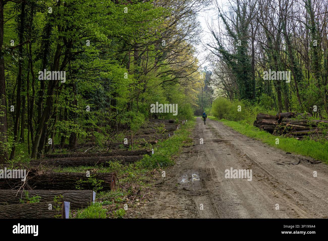 Ein einsamer Wanderer geht einen schlammigen Feldweg durch einen üppigen Frühlingswald, der mit gefällten Baumstämmen und frischem grünen Laub gesäumt ist, was auf friedliche Einsamkeit hindeutet Stockfoto