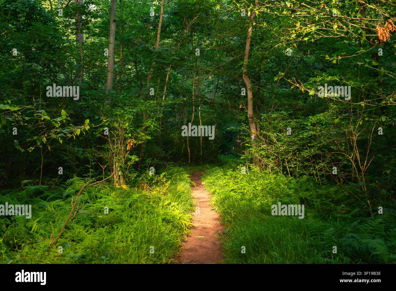 Landschaft und Wanderweg im French Creek State Park an einem Sommermorgen in Elverson, Pennsylvania, USA. Stockfoto